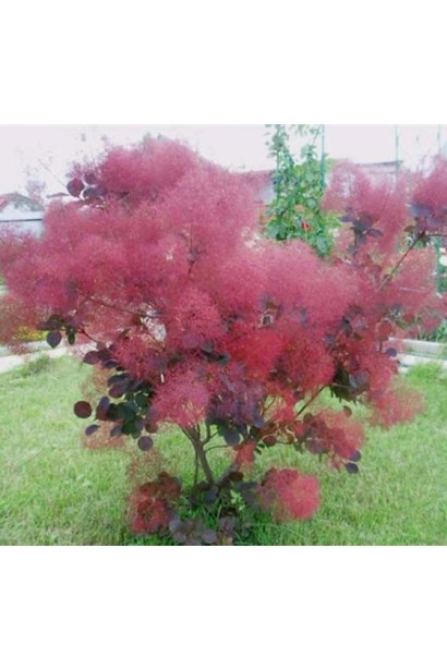 Декоративність Скумпії шкірястої